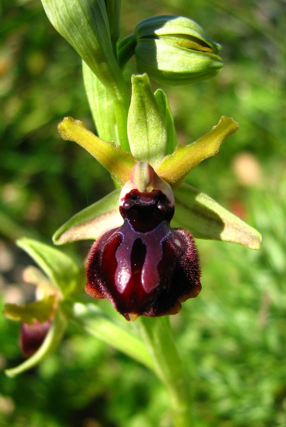 Ophrys fusca s.l. , O. garganica, Orchis lactea